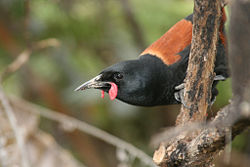 South Island Saddleback (tieke) South Island Saddleback (tieke)
