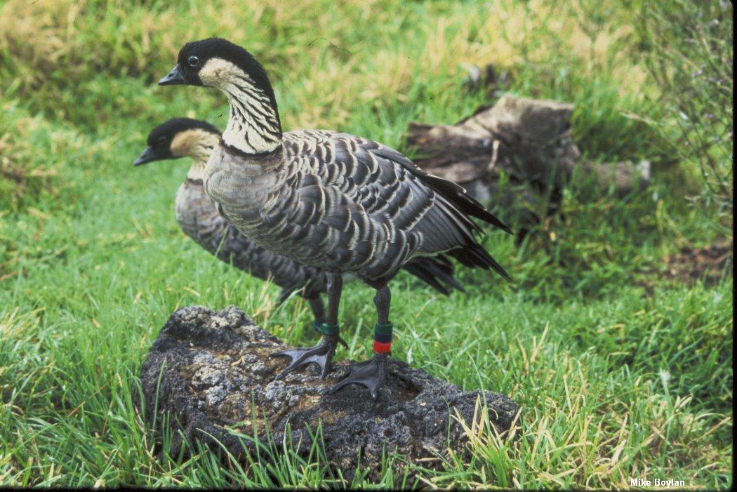 Nene (Hawaiian Goose)