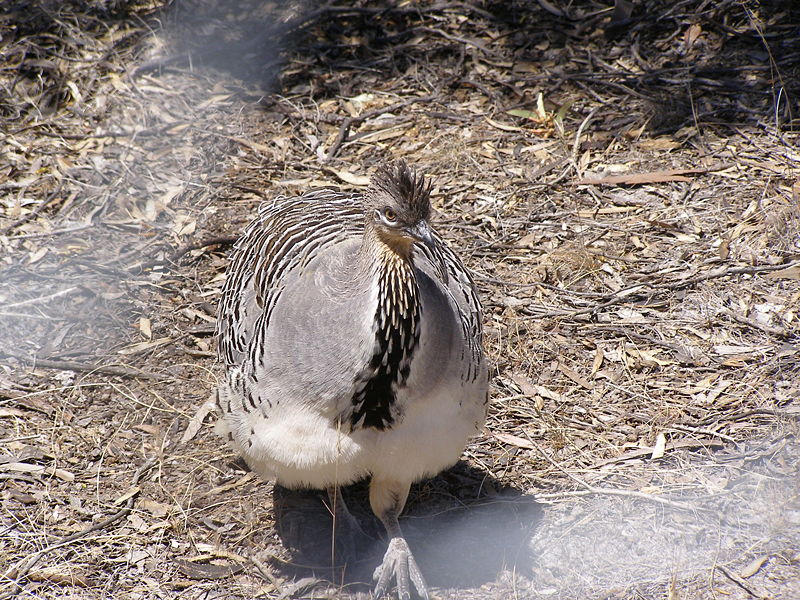 Malleefowl Malleefowl