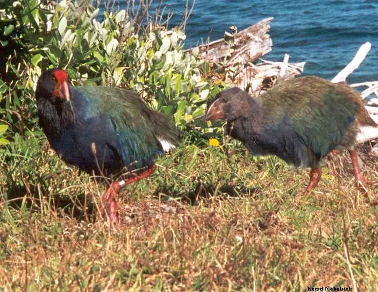Takahe Takahe