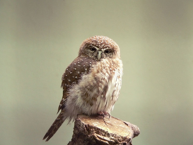 Eurasian Pygmy Owl Eurasian Pygmy Owl