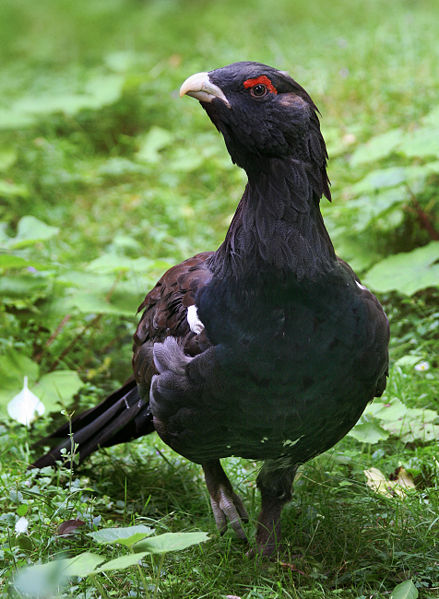 Capercaillie