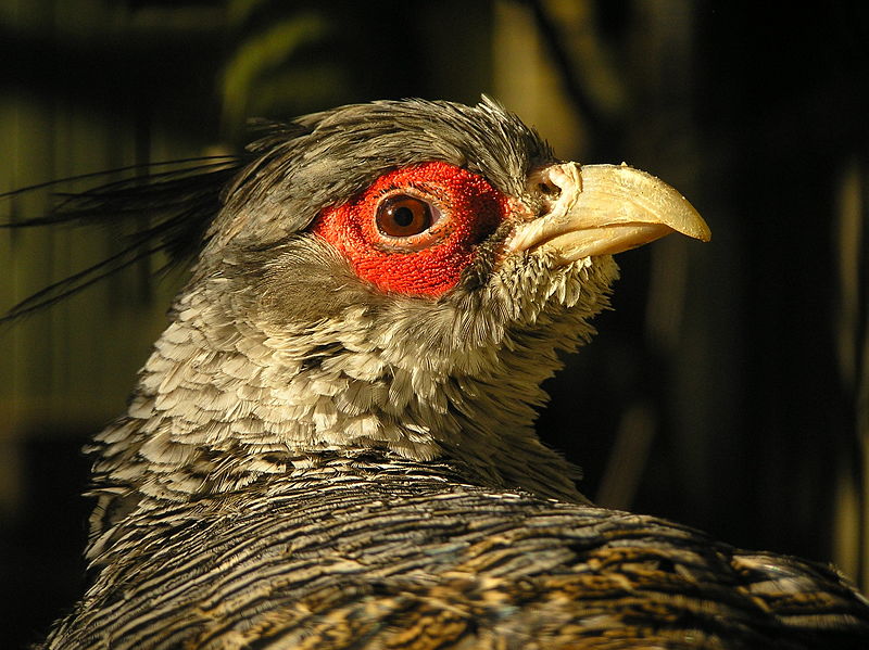 Cheer Pheasant