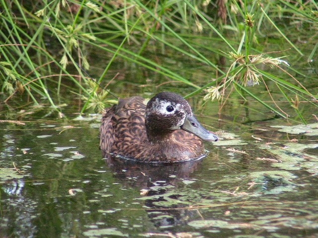 Laysan teal Laysan teal