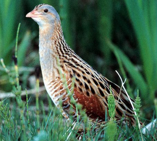 Corncrake