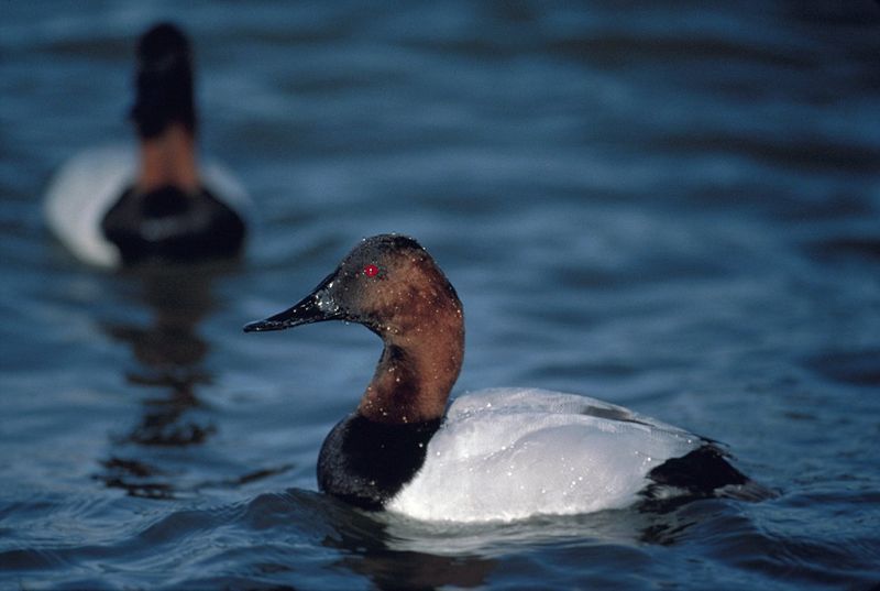Canvasback Canvasback