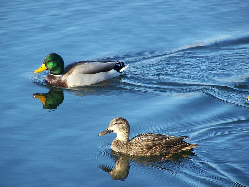 Mallard