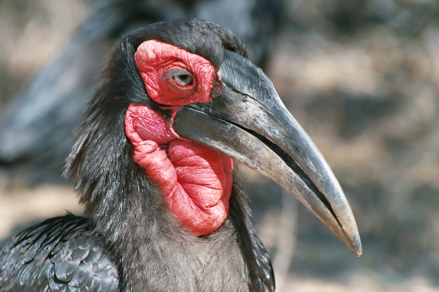 Southern Ground Hornbill