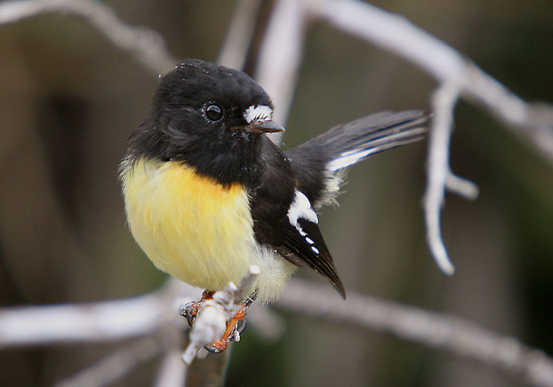 Chatham Island tomtit Chatham Island tomtit