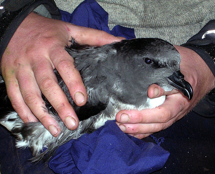 Chatham Island Taiko - Magenta Petrel Chatham Island Taiko - Magenta Petrel