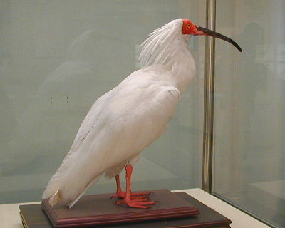 Asian Crested Ibis