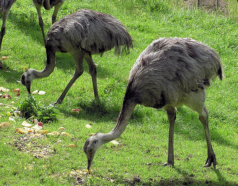 Greater rhea