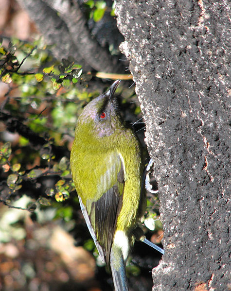 New Zealand bellbird (korimako) New Zealand bellbird (korimako)