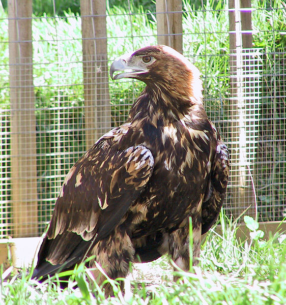 Spanish Imperial Eagle