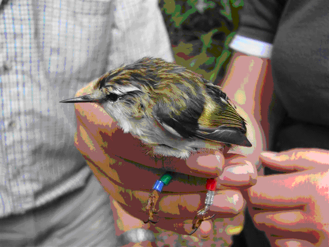 North Island Rifleman