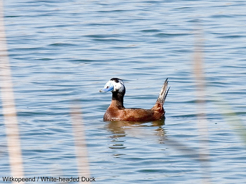 White-headed duck