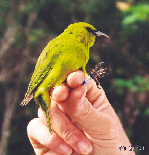 Common Amakihi