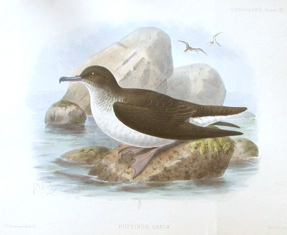 Fluttering Shearwater