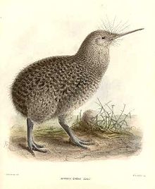 Little Spotted Kiwi