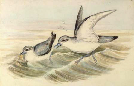 Fairy Prion (Titiwainui) Fairy Prion (Titiwainui)