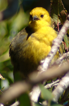 Yellowhead (Mohua) Yellowhead (Mohua)