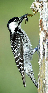 Red-cockaded Woodpecker Red-cockaded Woodpecker