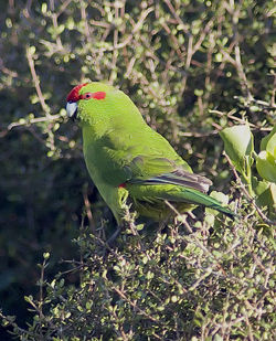 Red-crowned Parakeet (Kakariki)