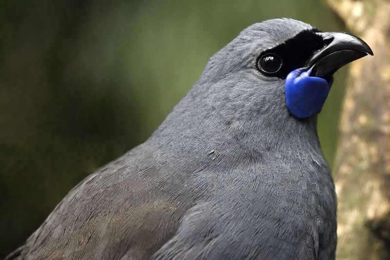 North Island Kokako