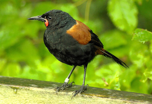 North Island Saddleback