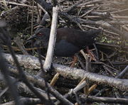 Spotless Crake