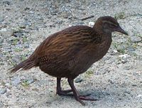 Western Weka Western Weka