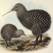 Great Spotted Kiwi