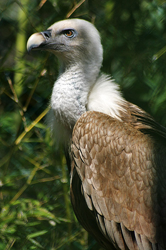 Griffon vulture Griffon vulture