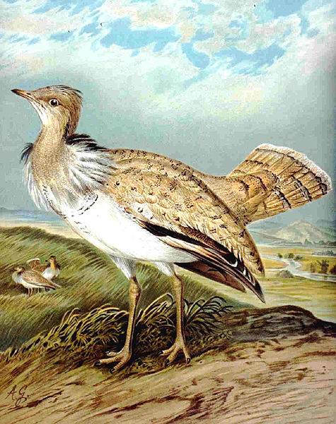 Asian Houbara bustard (Macqueen's Bustard)