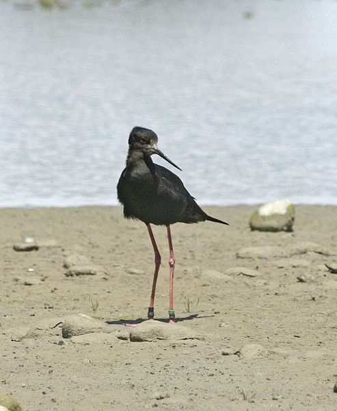 Kaki (black stilt)