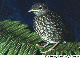 Puaiohi (small Kauai thrush)