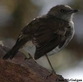 'Oma'o (large Kauai thrush)