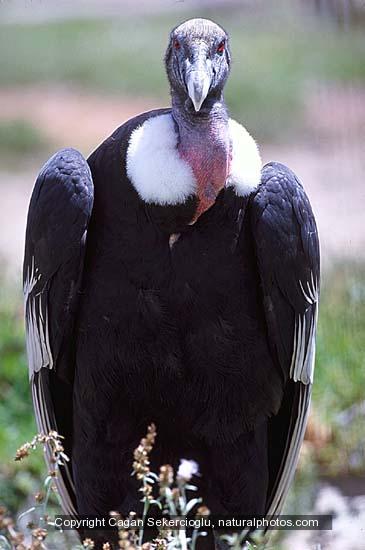 Pictures Of Andean Condor - Free Andean Condor pictures 