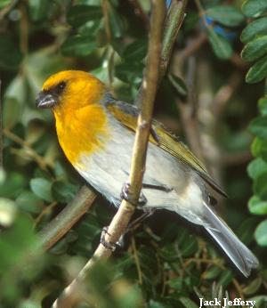 Palila Palila